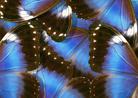 Blue background texture made of butterfly wings, close-up macro photoの写真素材