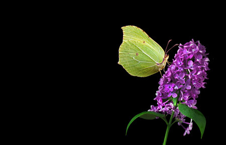 butterfly on lilac flower isolated on black background with space for textの写真素材