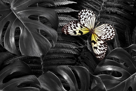 butterfly on tropical leaves background. black and white tone.の写真素材