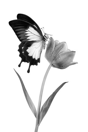 tropical butterfly on a tulip flower in dew drops isolated on white.の写真素材