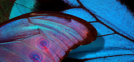 Butterfly wing close-up in blue and pink colors.の写真素材