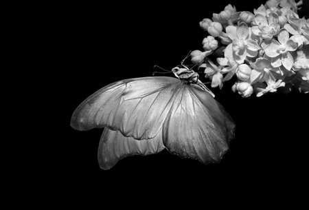 butterfly on a lilac flower, black and white photoの写真素材