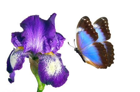 butterfly and iris flower isolated on white background close upの写真素材