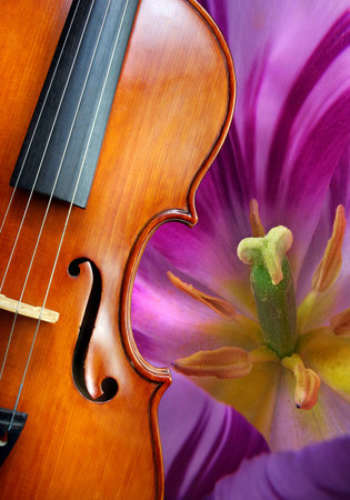 violin and tulip flower close-up macro photo music backgroundの写真素材