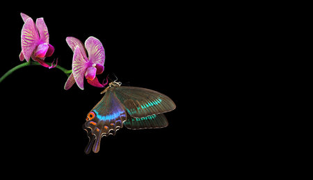 Butterfly and orchid isolated on black background. 3d illustrationの写真素材