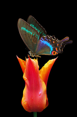 Butterfly on orange tulip. Isolated on black backgroundの写真素材