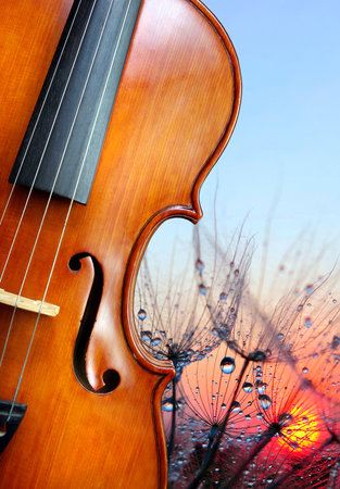 Violin and dandelion seeds on the background of the setting sunの写真素材
