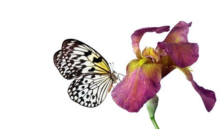 butterfly on iris flower isolated on white background with clipping pathの写真素材