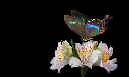 butterfly on alstroemeria flower isolated on black backgroundの写真素材