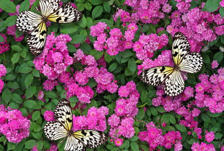 Butterfly on pink flowers in the garden, nature background.の写真素材