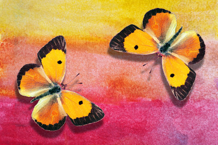 butterflies on watercolor background with space for text or imageの写真素材