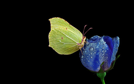 Butterfly on a flower. Isolated on black background.の写真素材