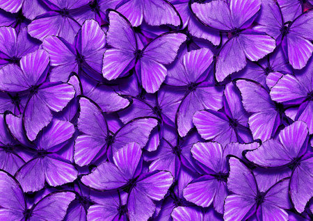 Purple butterflies background. Texture of beautiful purple butterflies. Close up.の写真素材