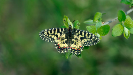 Papilio machaon butterfly (Papilio machaon)の写真素材