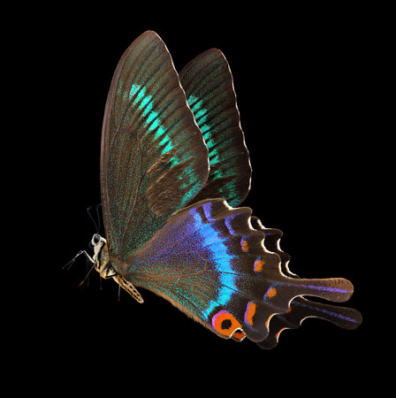 Butterfly isolated on black background with clipping path. Colorful butterfly.の写真素材