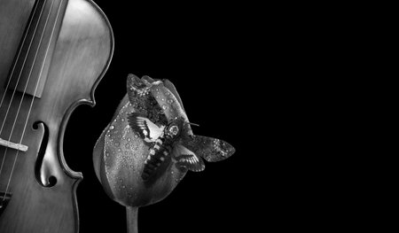 Violin and flower on a black background.の写真素材