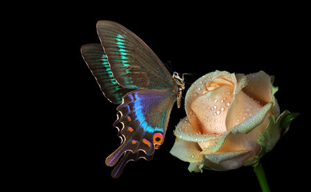 Butterfly on a rose, isolated on black background.の写真素材