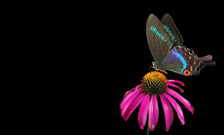 butterfly on purple echinacea flower isolated on black backgroundの写真素材