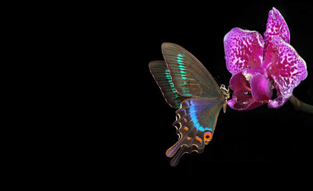 Butterfly on a purple orchid on a black background.の写真素材