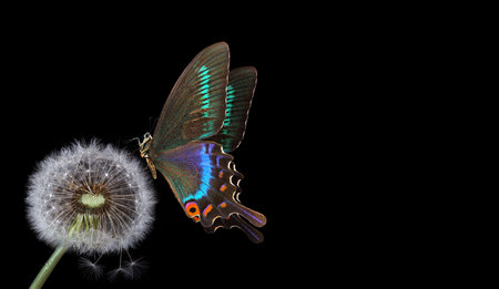 Butterfly on dandelion isolated on a black background.の写真素材