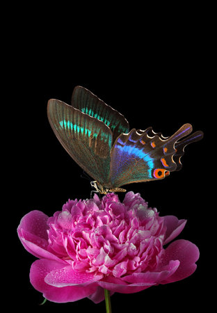 Butterfly on pink peony flower, isolated on black backgroundの写真素材