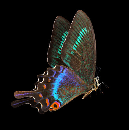 Butterfly isolated on black background. Colorful butterfly. 3d renderの写真素材
