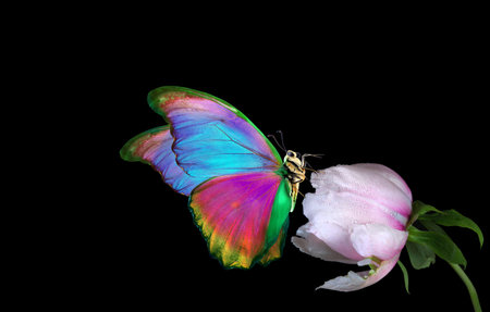 Butterfly on a peony flower isolated on a black backgroundの写真素材