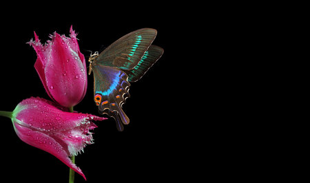 Butterfly on tulip flower isolated on black background with copy spaceの写真素材