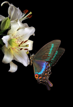 Butterfly on a flower on a black background close-upの写真素材