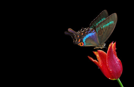 butterfly on red tulip isolated on black background with copy spaceの写真素材