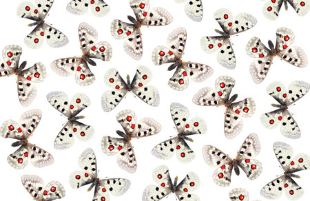 Butterfly on a white background. Seamless pattern.の写真素材