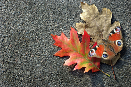 Autumn leaves and butterfly on asphalt background, top view, copy spaceの写真素材