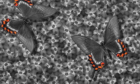Butterflies on a flower background. Black and white background.の写真素材