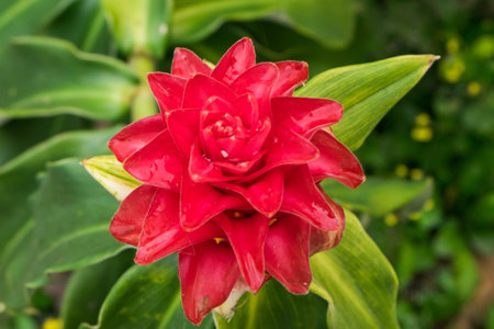 Pink flowers outdoors