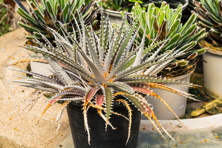 Dyckia silver black cactus that grows in the desertの写真素材