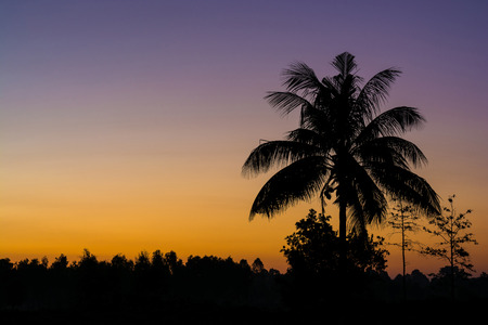 Silhouette of the coconut trees in the quiet countryside spectacular sunrise or sunsetの写真素材