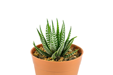 Haworthia Fasciata , succulent plant on white backgroundの写真素材