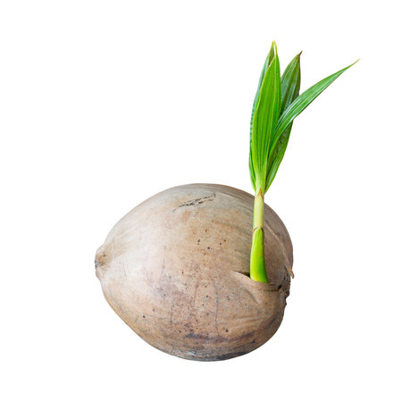 Sprout of coconut tree isolated on white background