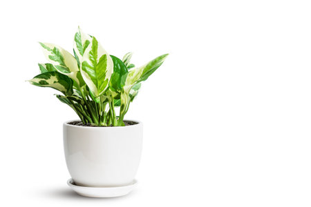 Epipremnum Aureum Manjula green and white leaf in ceramic pot isolated on white. Golden Pothos, Epipremnum aureum tree popular ornamental house plant air purifying for home minimal design.の写真素材