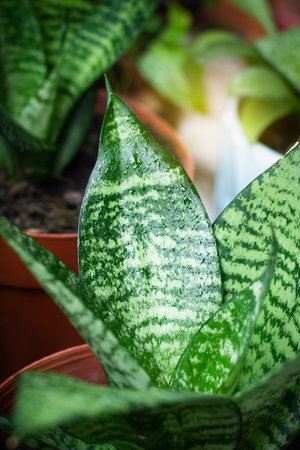 Snake plant green leaf in gardent background. hahnii house plant air purifying minimal design. Mother-in-law's Tonguet. Sansevieria trifasciata hort.の写真素材