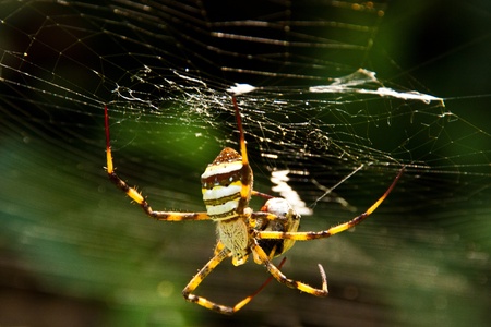 Tropical spidersの写真素材