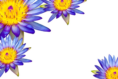 Lotus white background.の写真素材