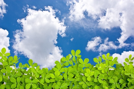 Leaves to the sky.の写真素材