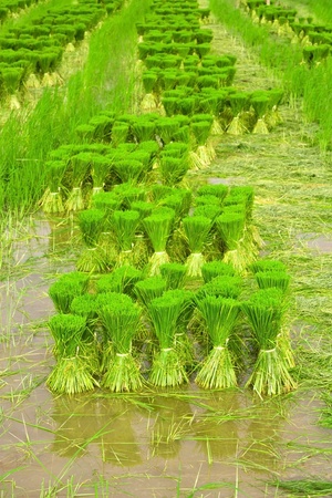 Rice の写真素材