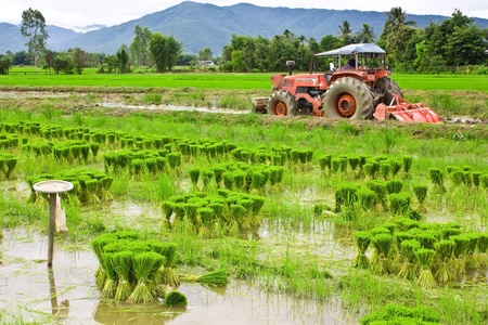 Paddyの写真素材