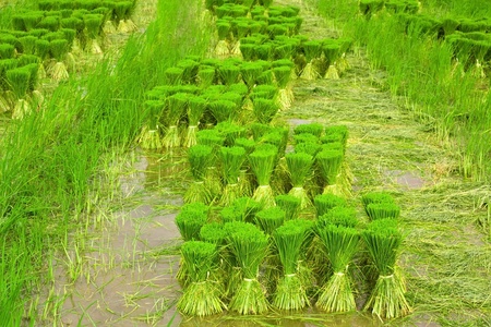 Rice seedlings.の写真素材