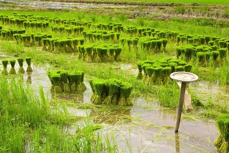 Rice seedlings.の写真素材