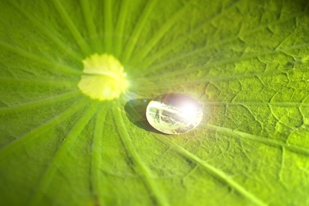Lotus leafの写真素材