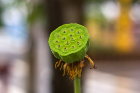 Lotus seedの写真素材