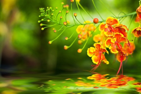 Flowers orange.の写真素材